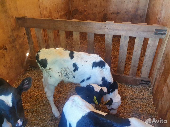 Бычки и быки мясного направления