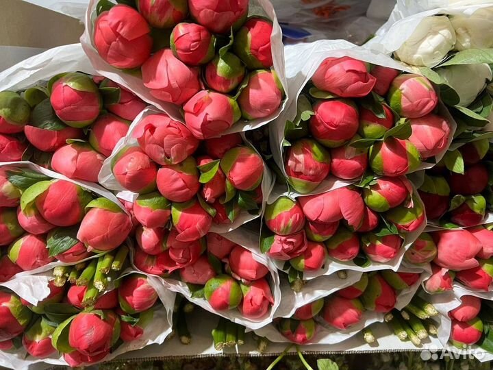 Пионы / Доставка цветов