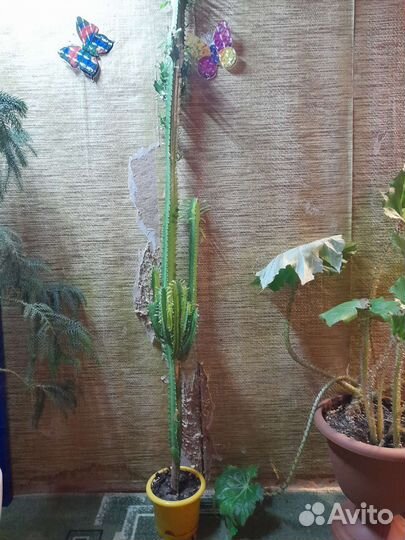 Молочай трехгранный