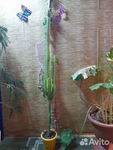 Молочай трехгранный