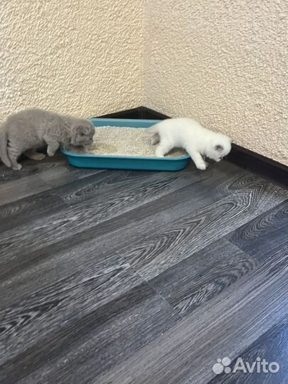 Продаем котят