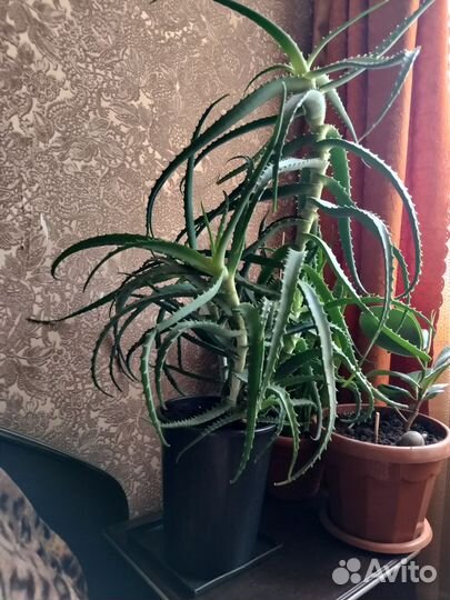 Алоэ лечебные