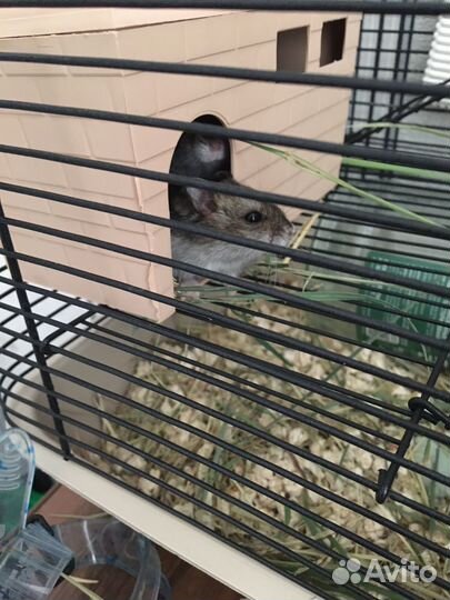 Хомяк джунгарский