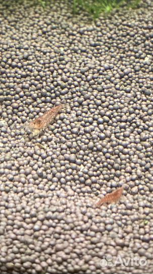 Проброс креветки неокардина