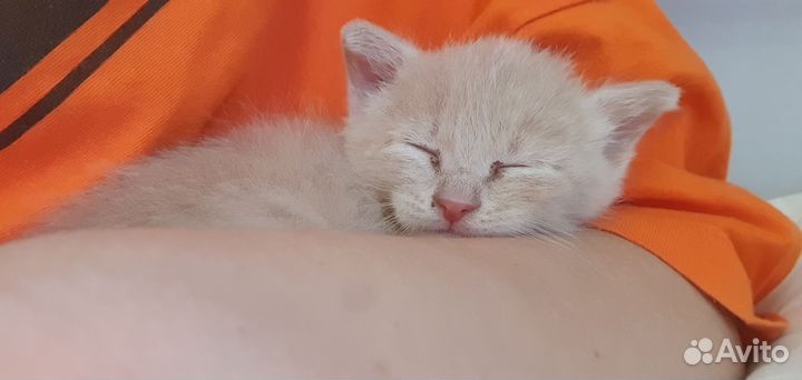 Котята без породы