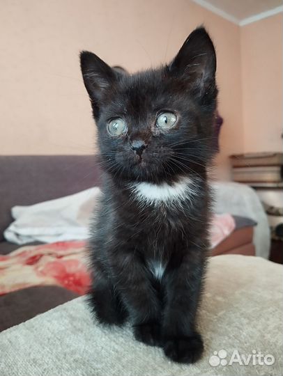 Малышка ищет дом