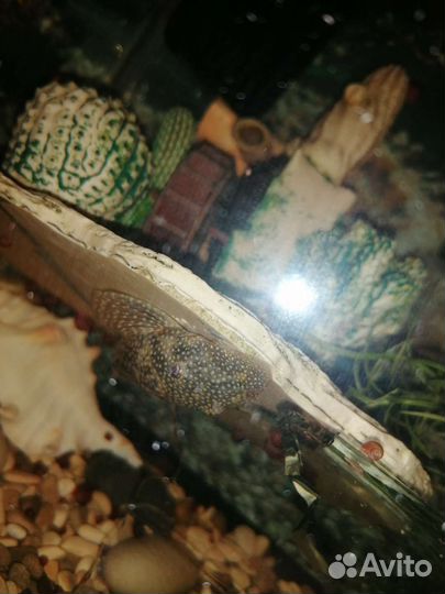 Аквариум с рыбками