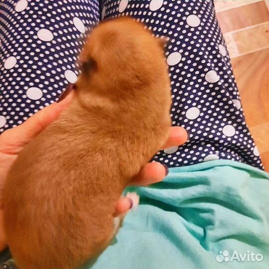Сиба ину щеночки для резерва