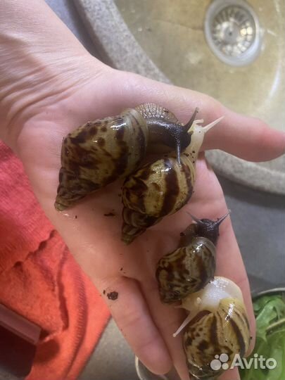 Улитки ахатины (улитятки)