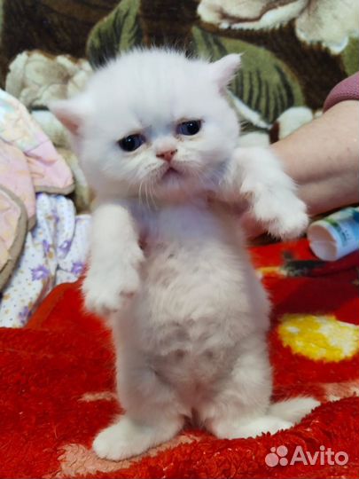 Продам британскмх котят