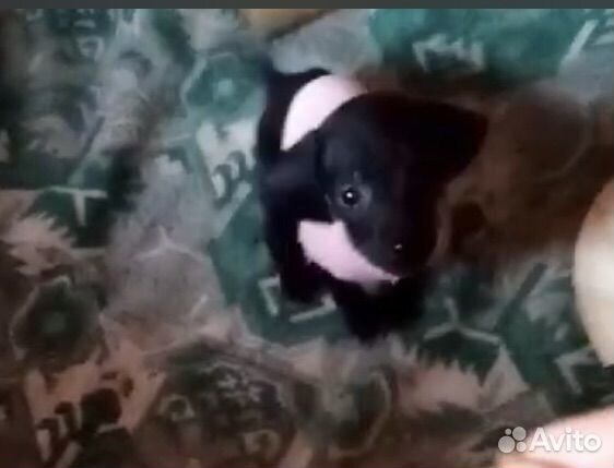 Щенки таксы