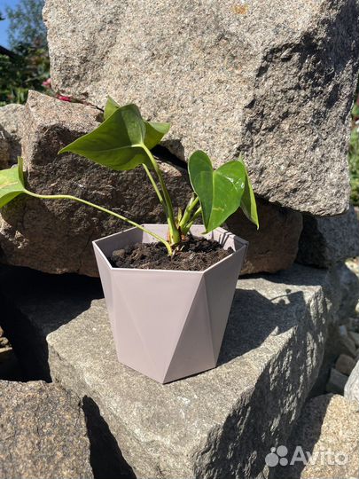 Антуриум красный