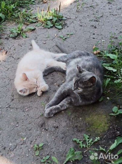 Котята мушкетёры ищут Констанцию