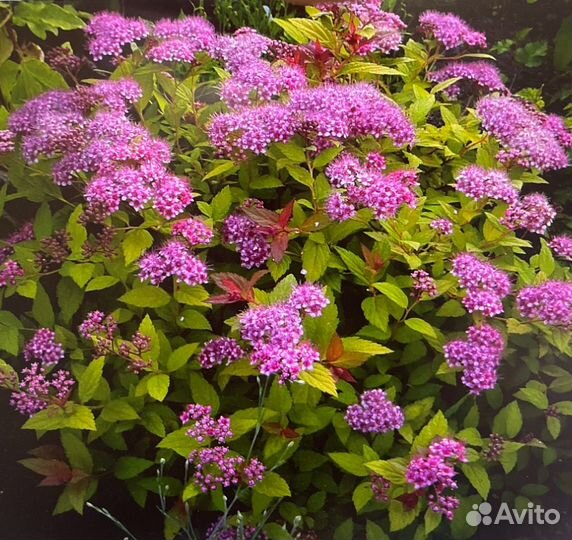 Спирея летнецветущая