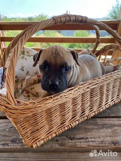 Американский питбультерьер щенки