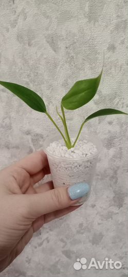 Антуриум сортовой