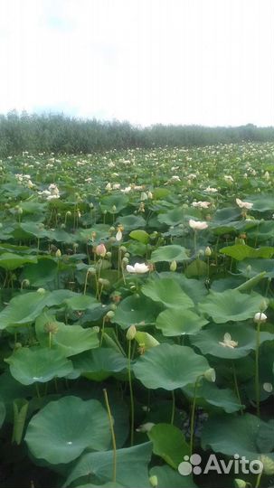 Семена лотоса