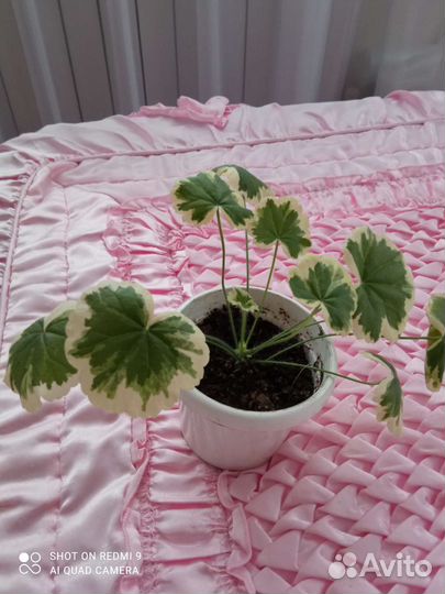 Цветы для дома