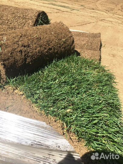 Газон рулонный с гарантией