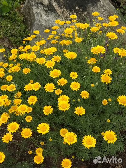 Пупавка- декоративное и лекарственное растение