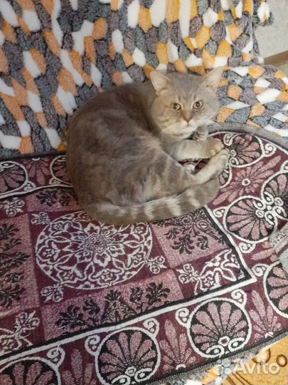 Британские котята