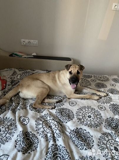 Шарпей девочка в добрые руки