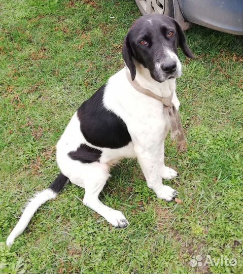 Собака в добрые руки