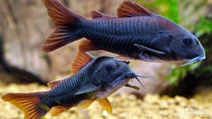 Аквариумные рыбки