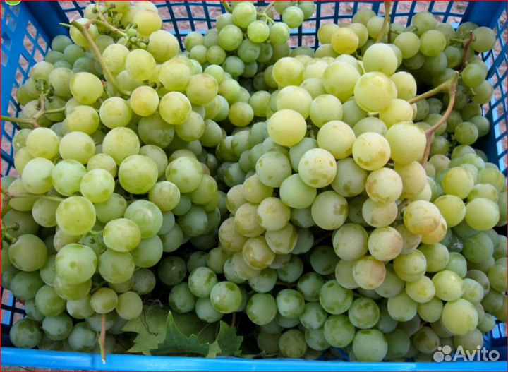Виноград Дружба черенки с корнями