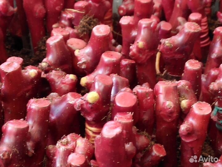 Саженцы и черенки винограда Аватар, Рататуй и др