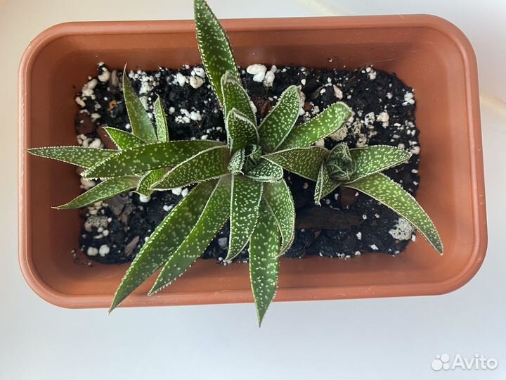 Хавортия набор