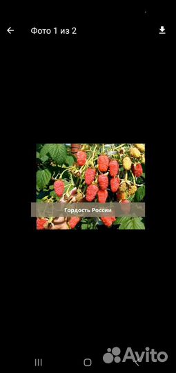 Саженцы малины