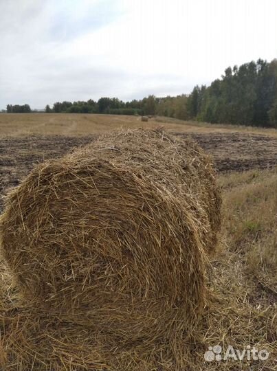 Сеновязальная нитка