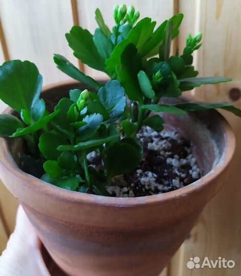 Комнатные цветы. Горшки, кашпо. Вазон