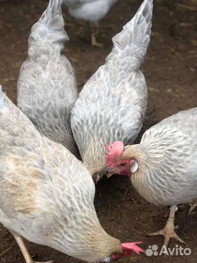 Инкубационное яйцо леггорн