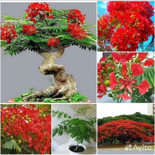 Делонекс,Кигелия,Метросидерос,Рафиолепсис семена