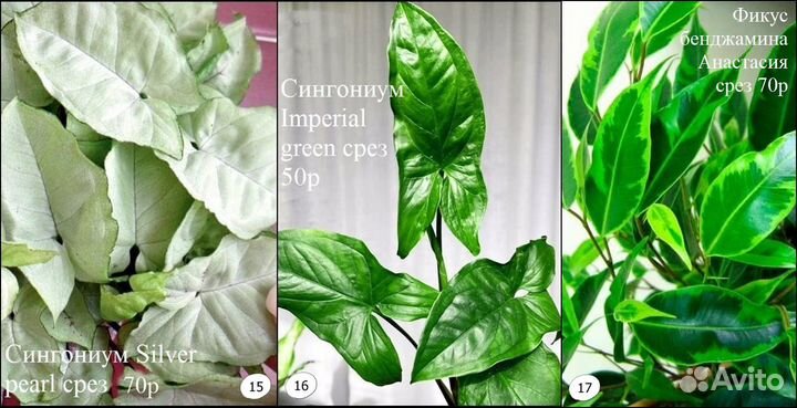 Алламанда филодендрон монстера