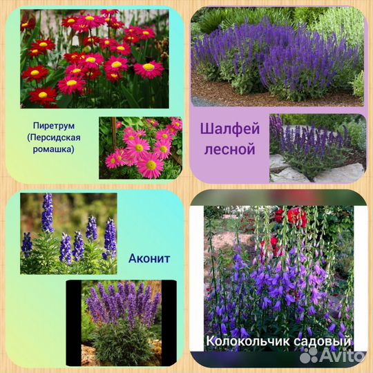 Многолетники, декоративные кустарники, травы