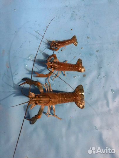 Австралийский красноклешневой рак