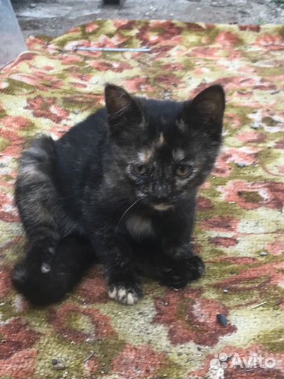 Трехцветная черепаховая котенок