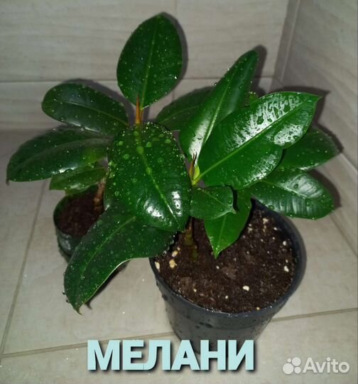 Фикус мелани