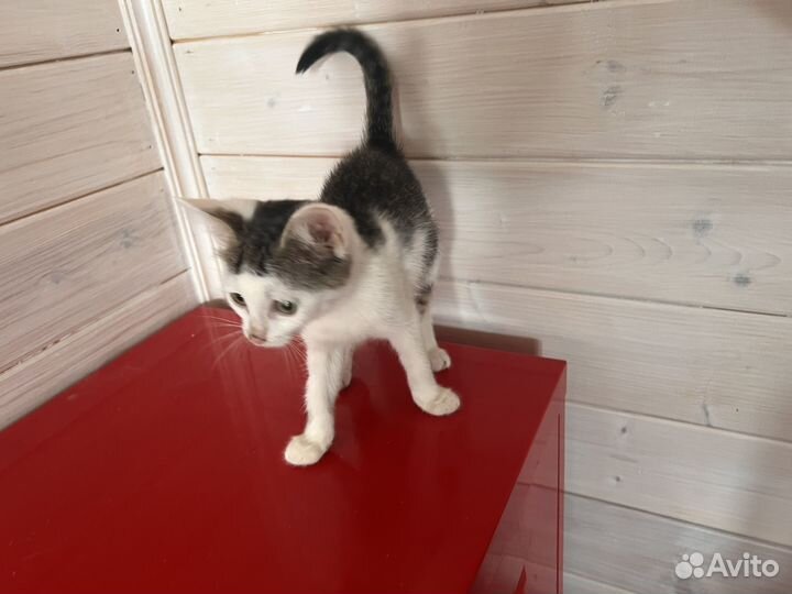 Котенок девочка в дар бесплатно в добрые руки