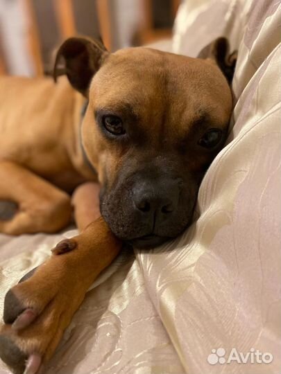 Вязка кобели