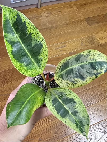 Фикус сортовые