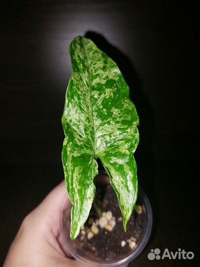 Сингониум моттлед