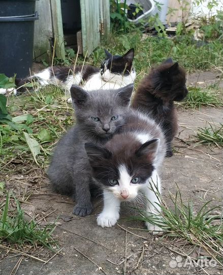 Глупыши (котята)