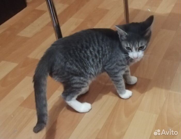 Котенок подросток, 5месяцнв плюшевый