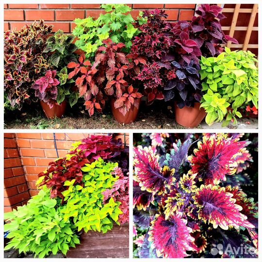 Колеусы вегетативные и семенные