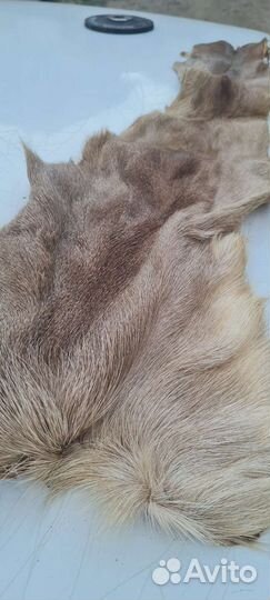 Шкурка животного