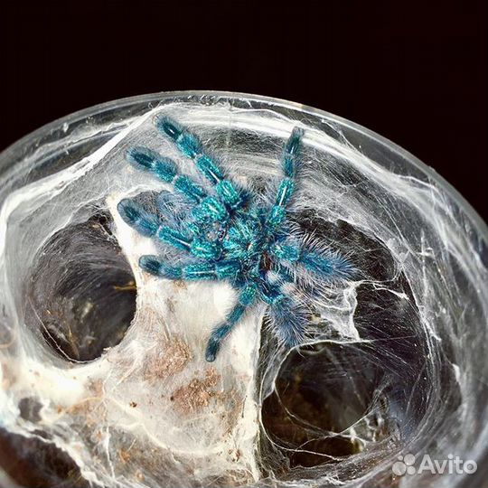 Паучки-птицееды